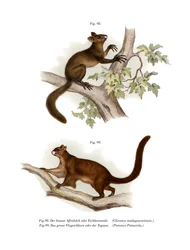 Aye-aye